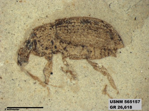 Insecta