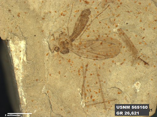 Genus sp