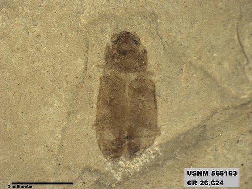 Insecta