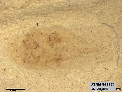 Genus sp