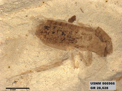 Pteromogoplistes smithii