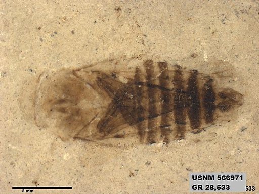 Genus sp