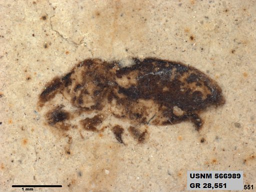 Insecta