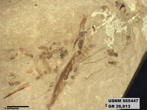 Insecta
