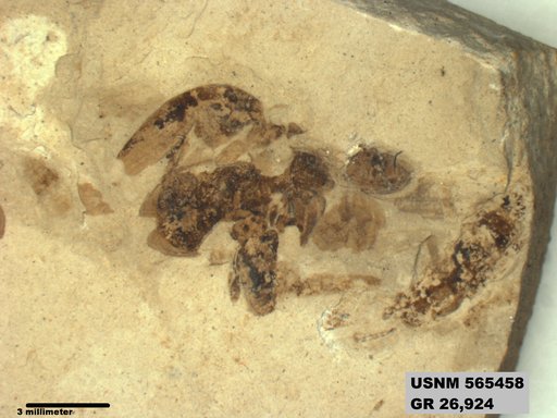 Insecta