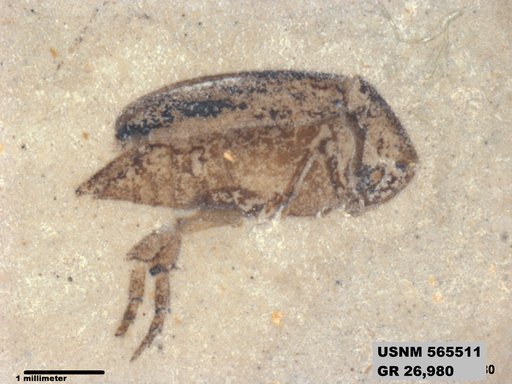 Insecta
