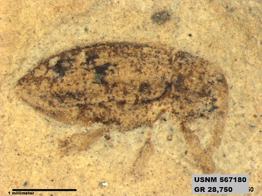 Insecta