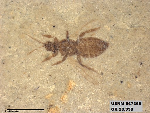 Insecta