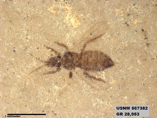 Insecta