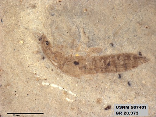 Genus sp