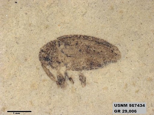 Insecta