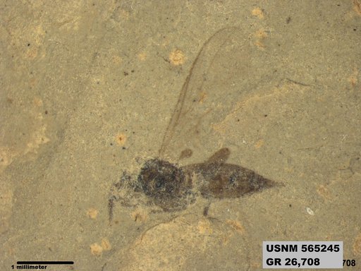 Genus sp