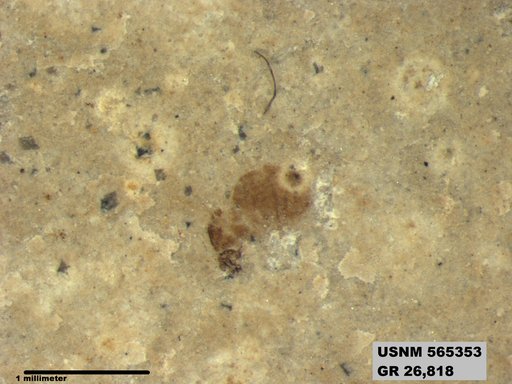 Genus sp