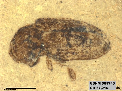 Insecta
