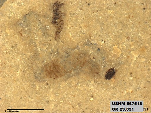 Genus sp