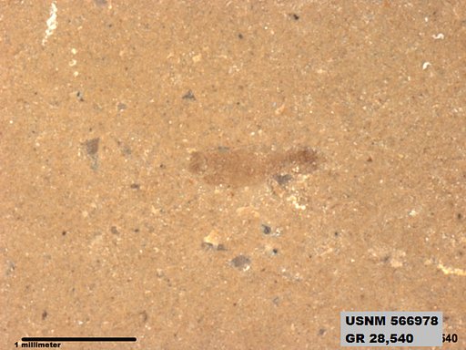 Insecta