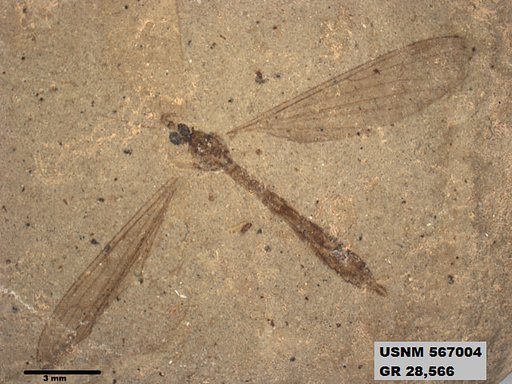 Genus sp