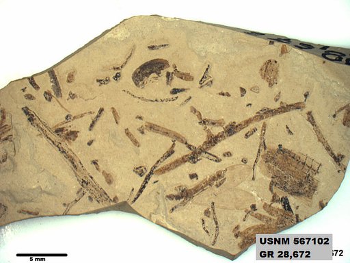 Insecta