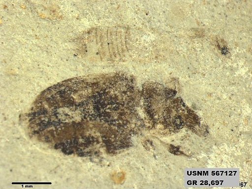 Insecta