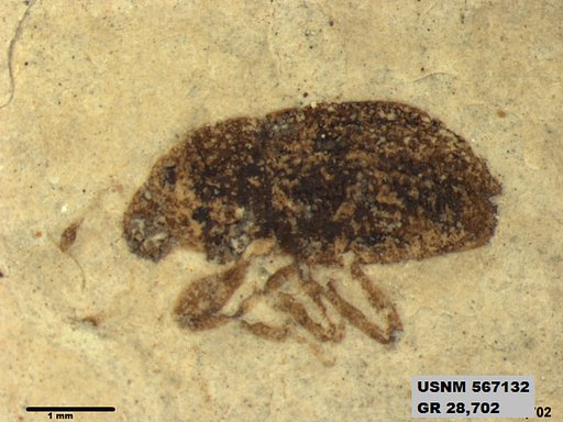Insecta