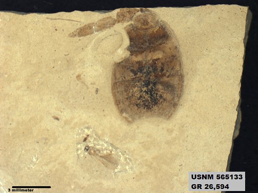 Genus sp