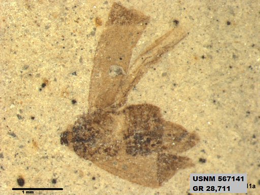 Genus sp