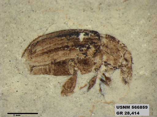 Insecta