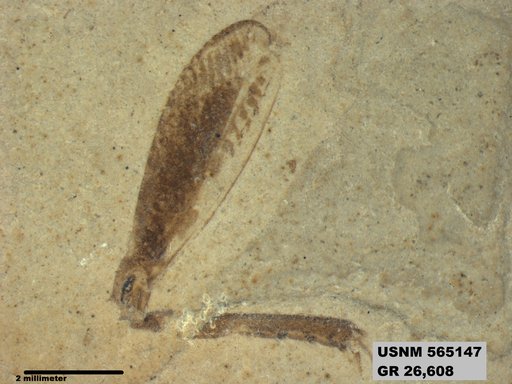 Genus sp