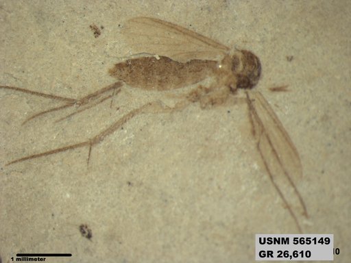 Genus sp
