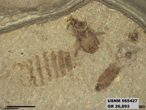 Genus sp