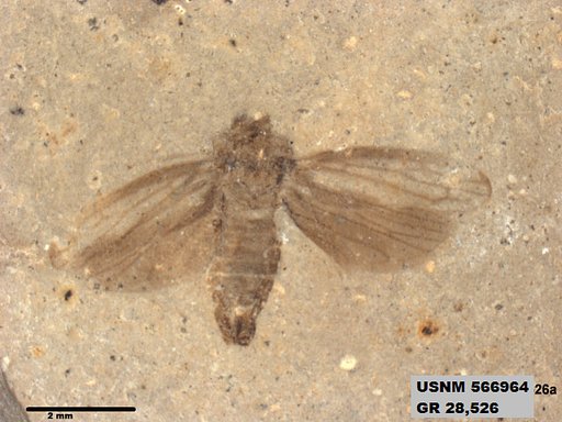 Genus sp
