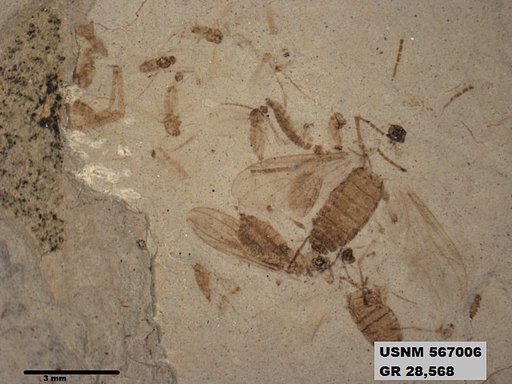 Genus sp