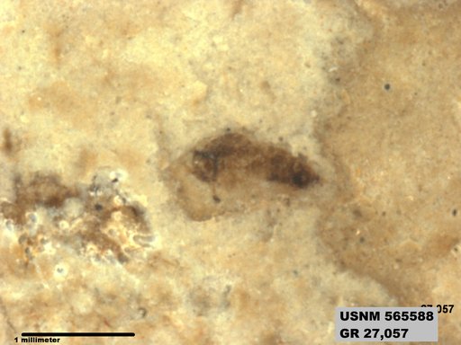 Insecta
