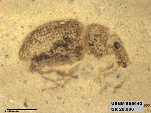 Insecta