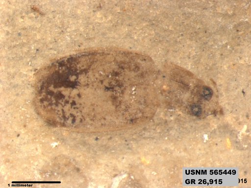 Insecta