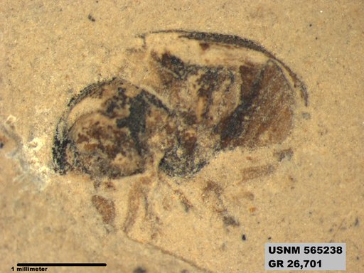 Genus sp