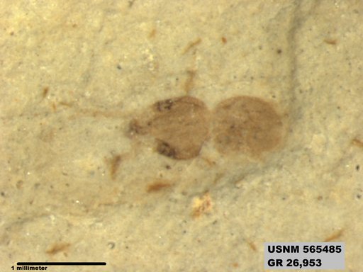 Insecta