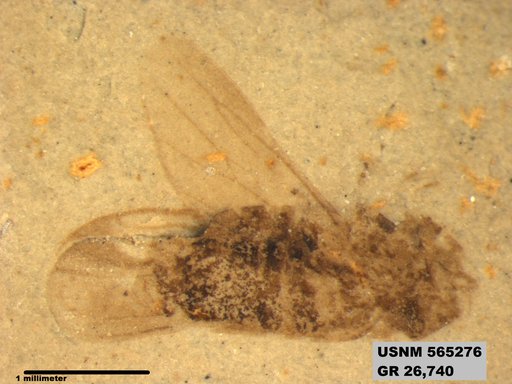 Genus sp