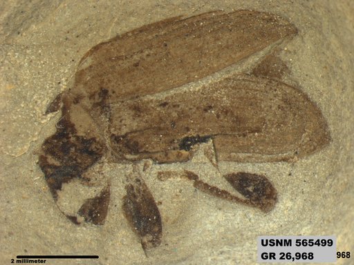 Insecta