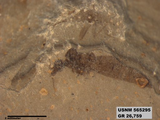 Insecta