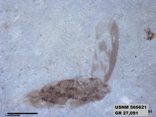 Genus sp