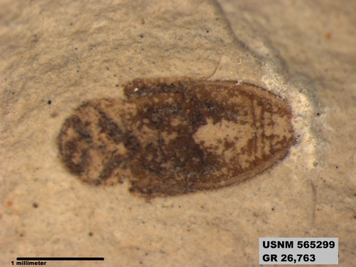 Insecta