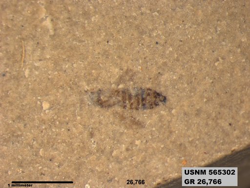 Insecta
