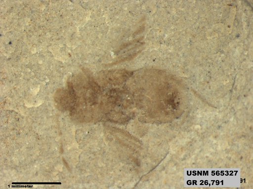 Genus sp