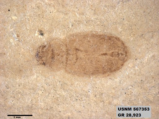 Insecta