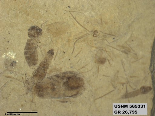 Genus sp