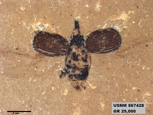 Insecta