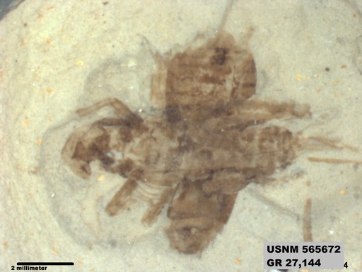 Genus sp