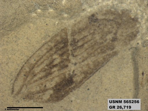 Insecta