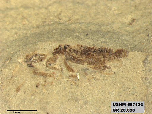 Insecta